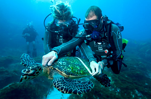 Programa de captura intencional realiza mergulhos dirios nas guas de Noronha